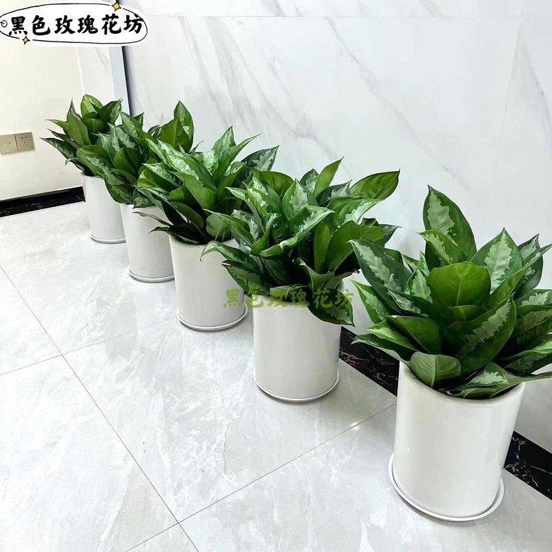 雅丽皇后盆栽净化空气好养植物客厅办公室走廊前台落地绿植,淘宝优惠券,粉丝福利购,淘宝优惠卷