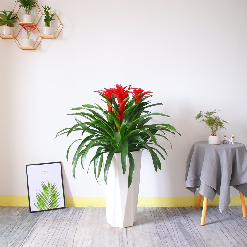 深圳鸿运当头盆栽 凤梨花客厅 室内花卉办公室绿化盆景 开花植物,淘宝优惠券,粉丝福利购,淘宝优惠卷