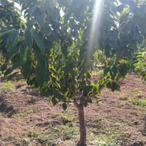 Zhengzong cherry tree Miao cherry tree Sprout Great Cherry Fry South North Planting Water Fruit Tree Fruits of the year results