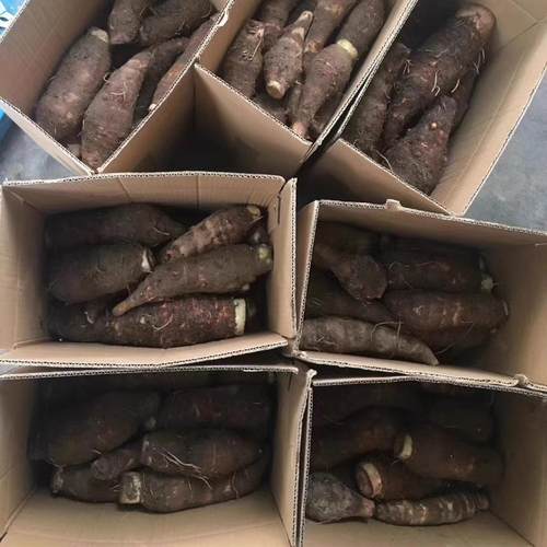 韶关乐昌张溪炮弹新鲜小芋头香芋槟榔芋小毛芋仔芋艿蔬菜广东粉糯 - 图3