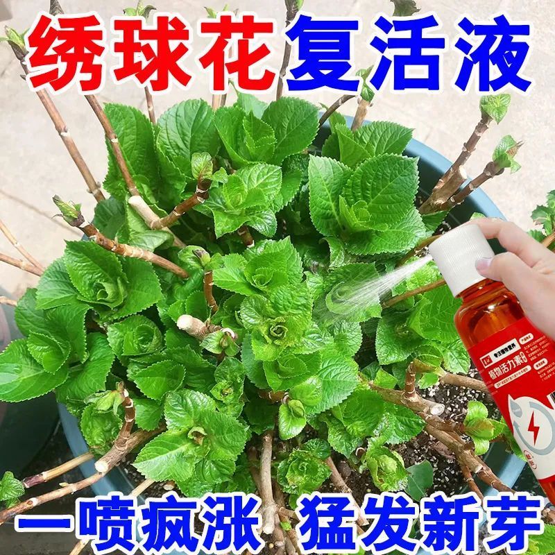 绣球复活液】绣球花营养液防闷根打蔫黄叶不开花催花延花期专用肥 - 图3