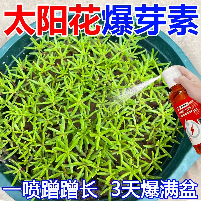 【爆芽】太阳花营养液催发芽促花苞防黄叶落叶掉苞植物太阳花肥 - 图0