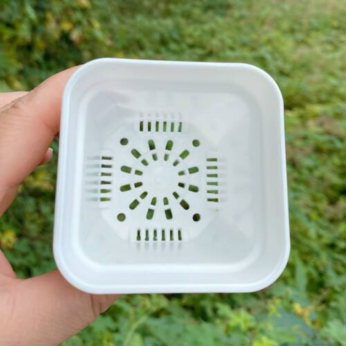 小白方特厚浅方盆韩式组合多肉塑料景天生石花盆白色叶插盆栽pp盆 - 图2