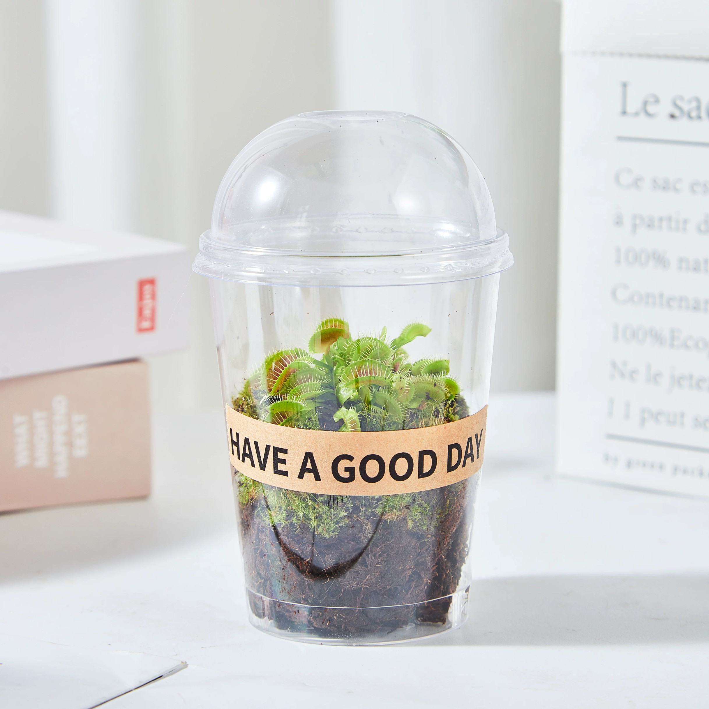 高透明育苗杯闷养杯带盖花盆保温保湿闷养盒多肉兰花播种扦插花盆,淘宝优惠券,粉丝福利购,淘宝优惠卷