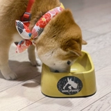 Big Dog Basin Bowl Pets Домашние домашние животные пить вода борьба с рисом собака собака Shinatu вода питье