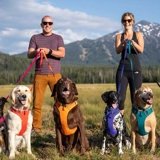 Lafwell Flangt Dog Traction Tract Roving Bound ремешок маленький собачий ездо