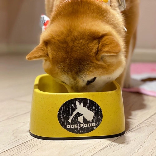 Big Dog Basin Bowl Pets Домашние домашние животные пить вода борьба с рисом собака собака Shinatu вода питье