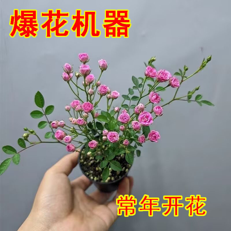【开花机器】须惠姬带花苞超微月季长期开花室内外绿植花卉小盆栽,淘宝优惠券,粉丝福利购,淘宝优惠卷