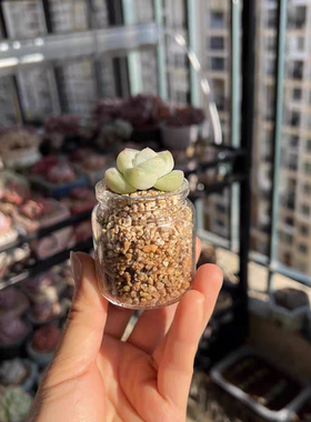 多肉小玻璃瓶透明仙人球花盆迷你肉肉种植花盆家用简约迷你小吊篮
