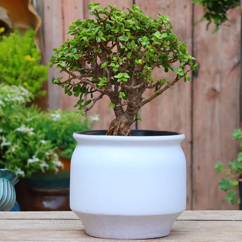 宜兴粗陶白色家用花盆刻花大绿植月季绣球盆紫砂陶瓷多肉花卉陶罐,淘宝优惠券,粉丝福利购,淘宝优惠卷