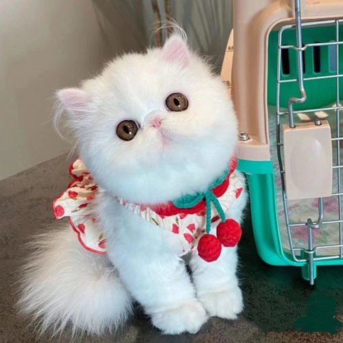 泰迪狗小狗猫咪公主背心裙可爱狗狗宠物衣服夏季吊带裙子比熊 - 图0