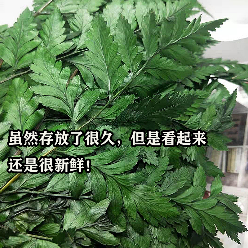 高山羊齿叶蕨永生花玻璃罩花环团扇配diy手工制作材料包叶子-图0