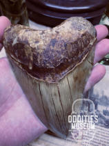 Giant Tooth Shark Tooth Fossilized Shark Tooth Rare Colored Fossil White Shark Wide Tooth Mackerel Shark Angeys Shark