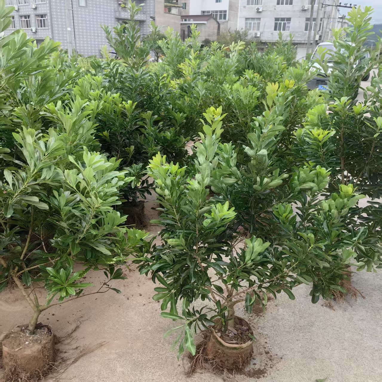 正宗仙居东魁杨梅树嫁接苗3年原杯带土整棵好种庭院绿植常绿盆栽,淘宝优惠券,粉丝福利购,淘宝优惠卷