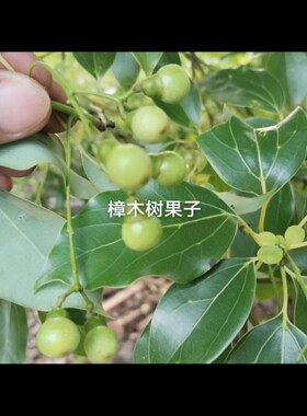 广西樟木纯芳樟精油，原料精油无任何添加剂厂家直销