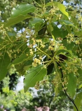 广西桂林纯樟木芳樟精油，老树根蒸馏提取原料精油，无任何添加剂