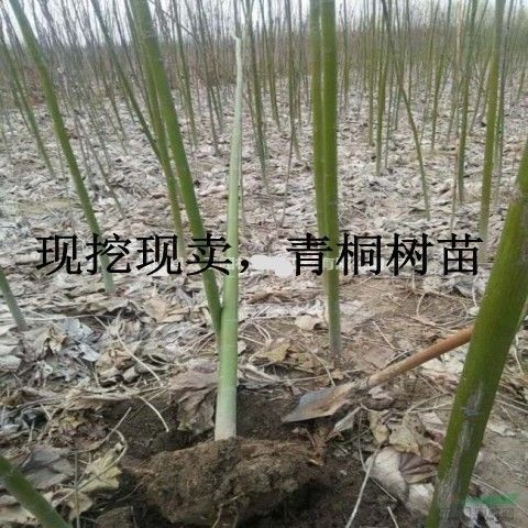 青桐树苗绿化苗木适合南方北方种植中国梧桐苗树苗青桐树 - 图1