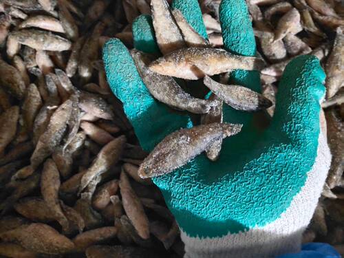 老头鱼无鳞漂浮鱼食龙虎魟鱼食大型鱼饲料散装速冻鱼粮源鑫水族 - 图0