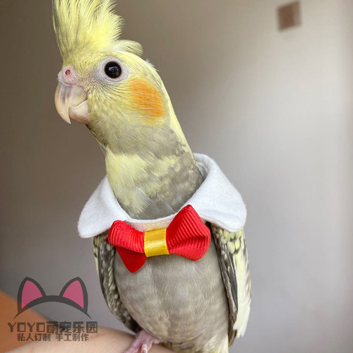 YOYO定制鸟类鹦鹉衣服鸟项圈卖萌可爱领结领带鹦鹉衣服装饰品领结 - 图3