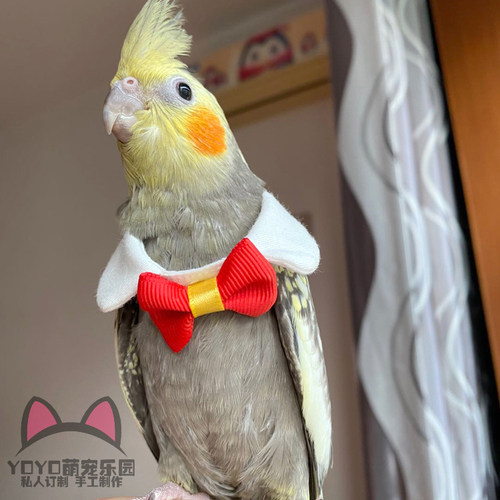 YOYO定制鸟类鹦鹉衣服鸟项圈卖萌可爱领结领带鹦鹉衣服装饰品领结 - 图0