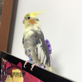 YOYO custom cockatiel Hanfu diaper pet bird kimono poop bag flying clothes walking bird flying clothes