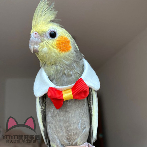 YOYO定制鸟类鹦鹉衣服鸟项圈卖萌可爱领结领带鹦鹉衣服装饰品领结 - 图1