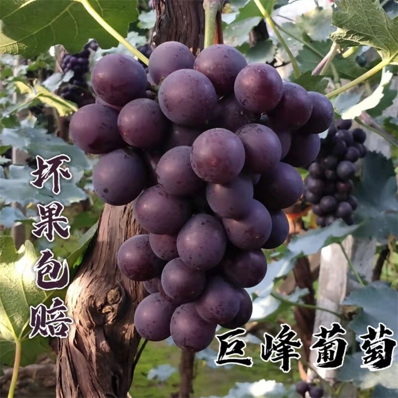 巨峰葡萄新鲜孕妇水果5斤整箱包邮应当季酸甜口现摘东北辽峰葡萄 - 图2