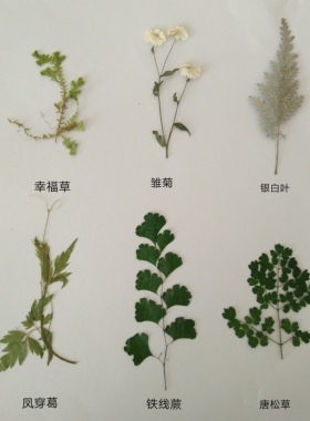 diy周周押花蕾丝美女植物标本