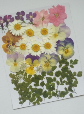 周周押花diy花材包树叶植物滴胶