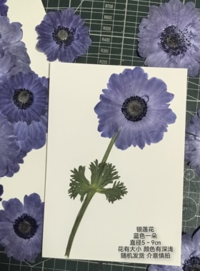 周周押花银莲压花真花手工diy材料包植物干花相框贺卡教师节礼物