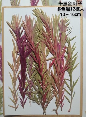 周周压花 千层金 黄 红 秋色叶子 押花植物标本干花