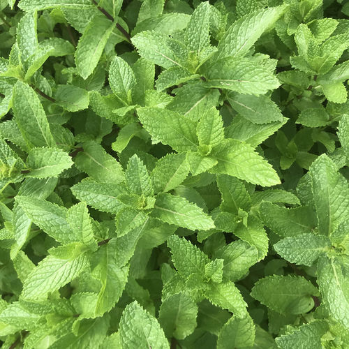 食用留兰香薄荷种子种根十香菜种根绿薄荷种莫吉托调酒泡水用-图2