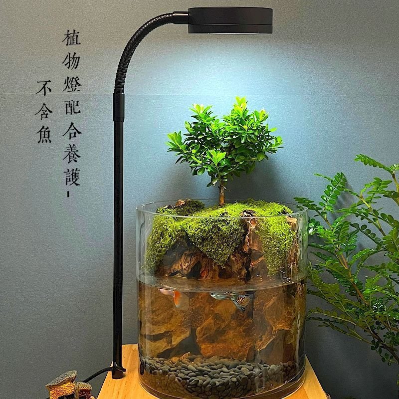 微景缸苔藓养鱼龟水陆缸赤楠缸四季常青办公室客厅盆栽桌面水族缸,淘宝优惠券,粉丝福利购,淘宝优惠卷