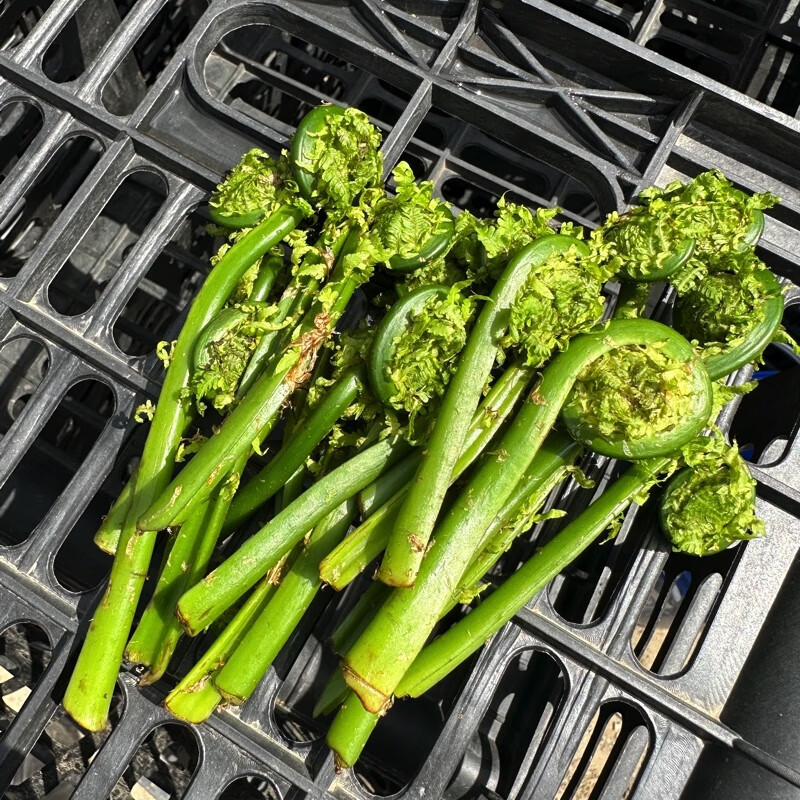 长白山野菜新鲜青广东菜黄瓜香长寿菜勾勾菜炒肉包饺子产地发货 - 图2