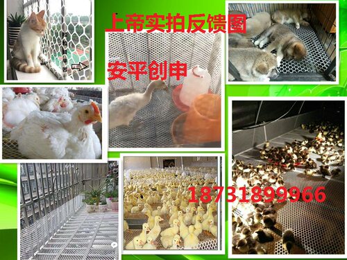 新品加厚塑料平网养蜂0.2孔脚垫养黄粉虫阳台防护隔离胶网家用 - 图3