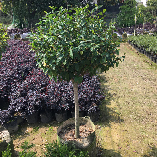 含笑花树苗 浓香型 香妃红花含笑 花卉盆栽易活 四季庭院植物耐寒 - 图2