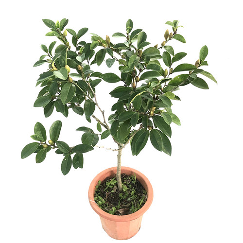 含笑花树苗 浓香型 香妃红花含笑 花卉盆栽易活 四季庭院植物耐寒 - 图3