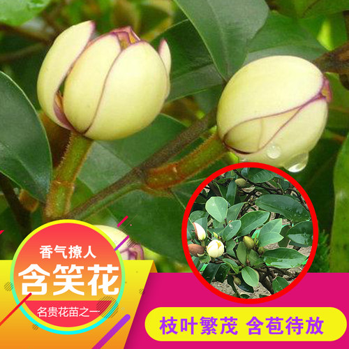 含笑花树苗 浓香型 香妃红花含笑 花卉盆栽易活 四季庭院植物耐寒 - 图1