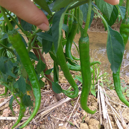 长沙农家 湖南本地辣椒新鲜蔬菜小青椒食材尖椒线椒土辣椒500g