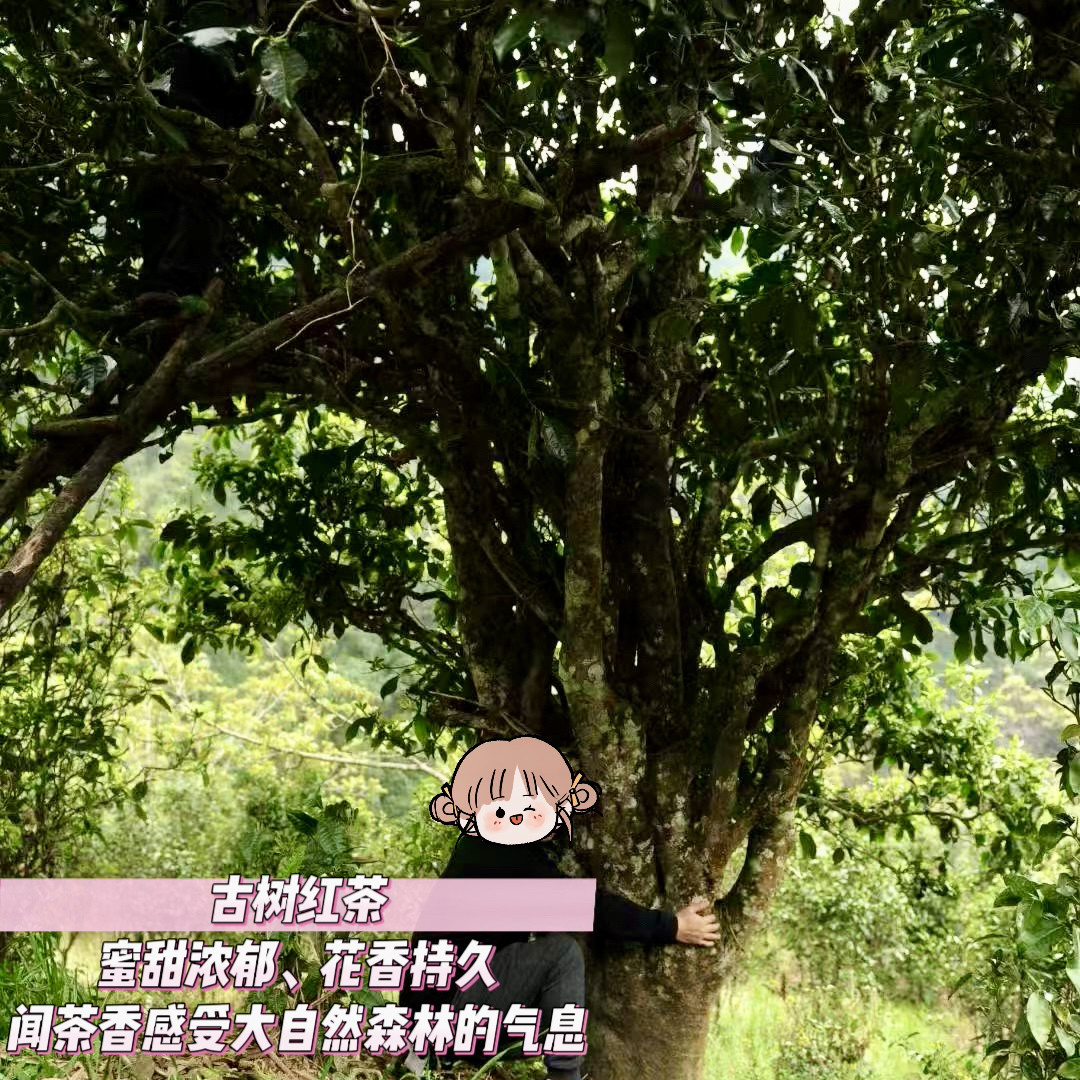 2026春茶正宗云南滇红茶千年野生古树红茶特级浓香型工夫红茶100g
