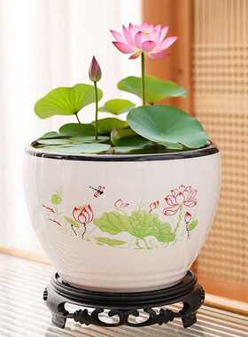 禄根花盆桌面种植生姜专用器皿办公室水培绿植小盆栽土培陶瓷盆款