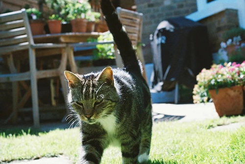 Kodak400胶卷36张 UltraMax 柯达400全能135彩色卷有效期26年10月 - 图2