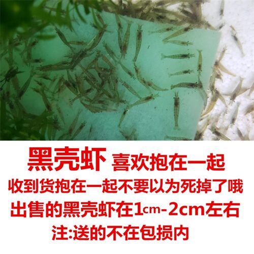 黑壳虾15只份宠物活体除藻虾观赏虾工具虾宠物虾迷你辣椒蟹包活哦 - 图3