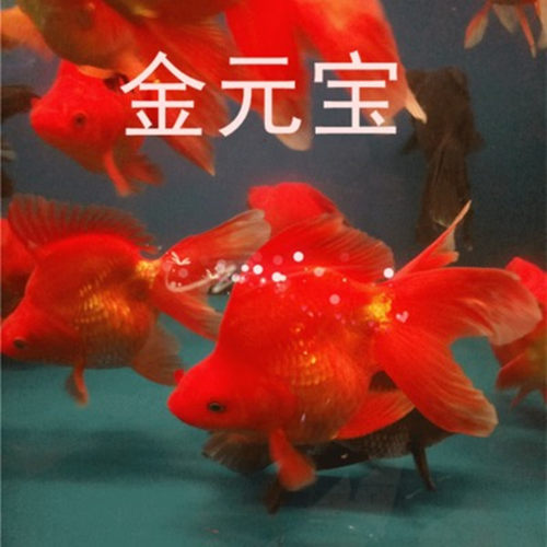 花鱼阁水族之家金鱼活体鱼苗冷水鱼观赏鱼红头龙睛 红狮 鎏金包活 - 图1