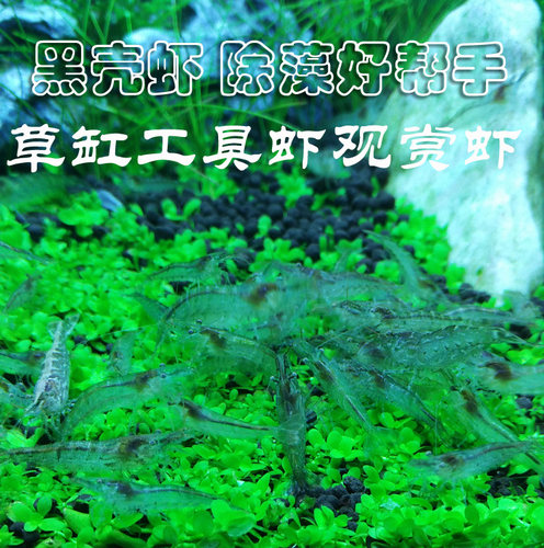 黑壳虾15只份宠物活体除藻虾观赏虾工具虾宠物虾迷你辣椒蟹包活哦 - 图1