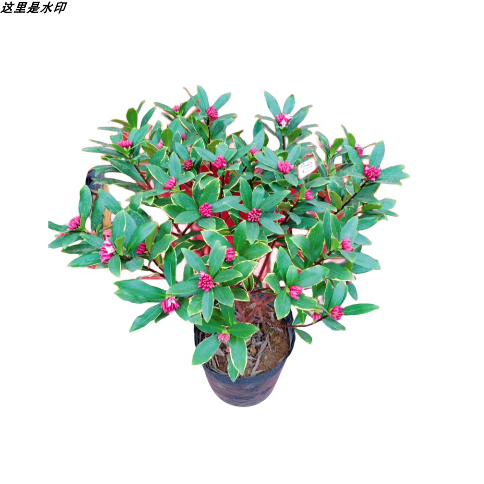 金边瑞香耐寒花卉观花植物室内带花浓香型观花盆栽四季盆景包邮,淘宝优惠券,粉丝福利购,淘宝优惠卷