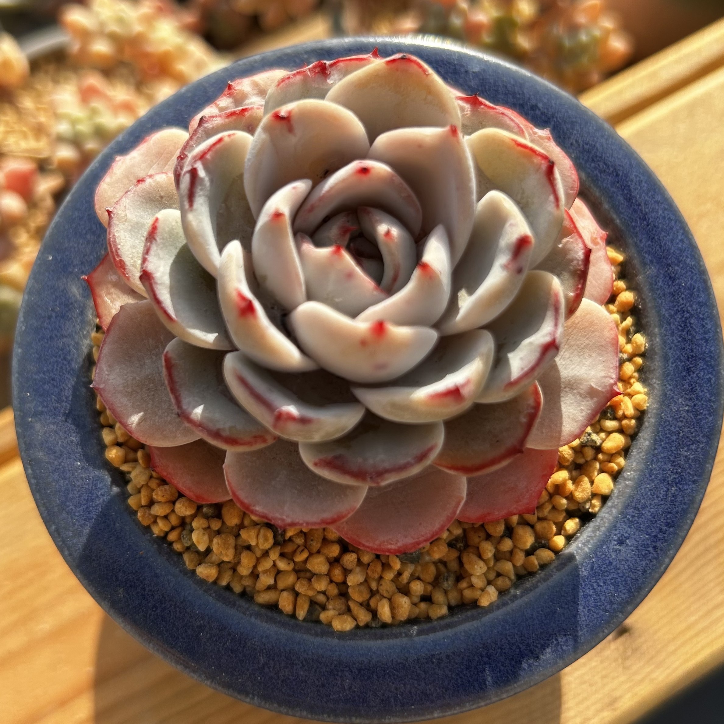 慢悠花房 蕾丝 精品多肉办公室阳台绿植园艺盆栽多肉,淘宝优惠券,粉丝福利购,淘宝优惠卷