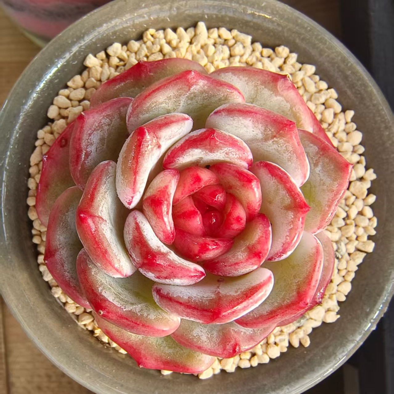 慢悠花房 长相思  精品多肉绿植园艺盆栽花卉庭院多肉植物,淘宝优惠券,粉丝福利购,淘宝优惠卷