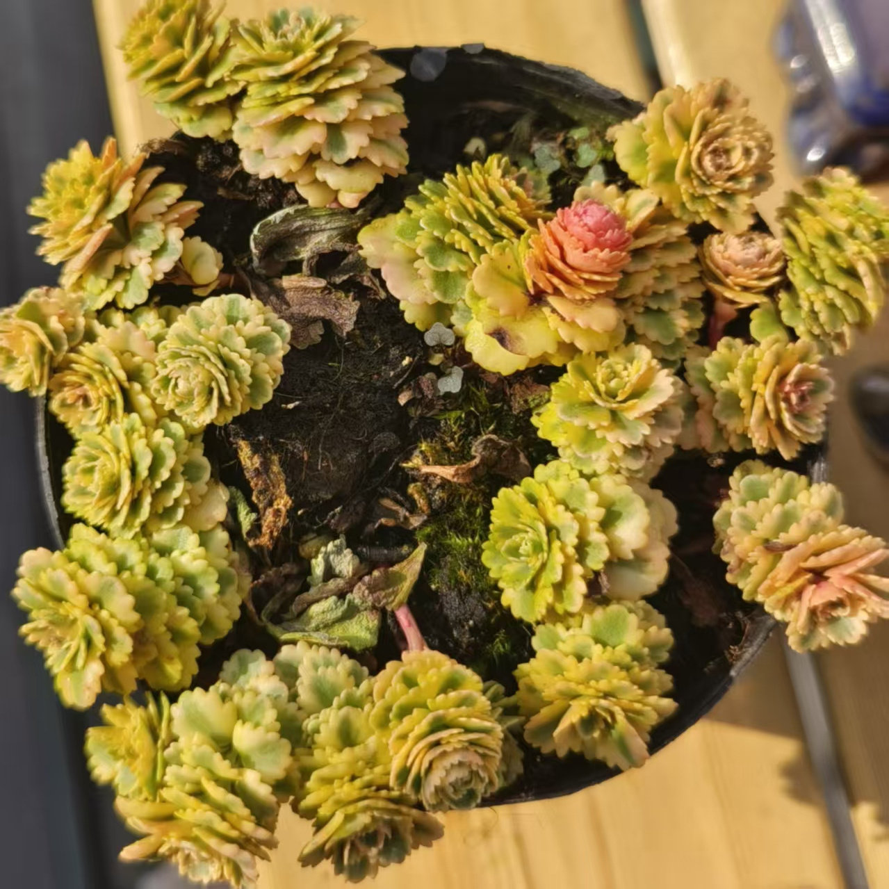 慢悠花房 亚特兰蒂斯锦 精品多肉绿植园艺盆栽花卉庭院多肉植物,淘宝优惠券,粉丝福利购,淘宝优惠卷