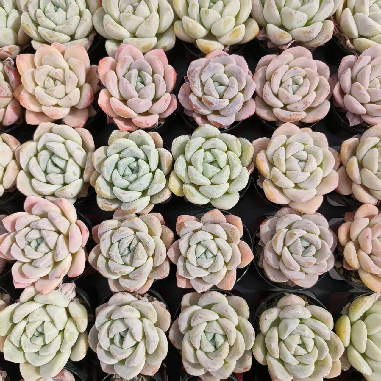 慢悠花房 玉蝴蝶 精品多肉办公室阳台绿植园艺盆栽花卉庭院多肉,淘宝优惠券,粉丝福利购,淘宝优惠卷